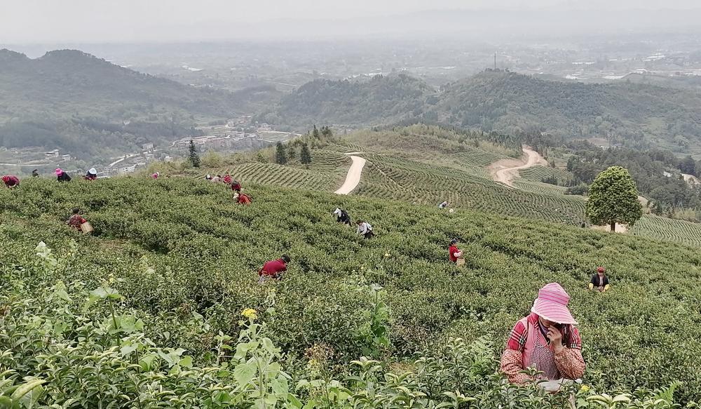 邻水县：明前白茶吐芬芳  绘就乡村振兴新画卷