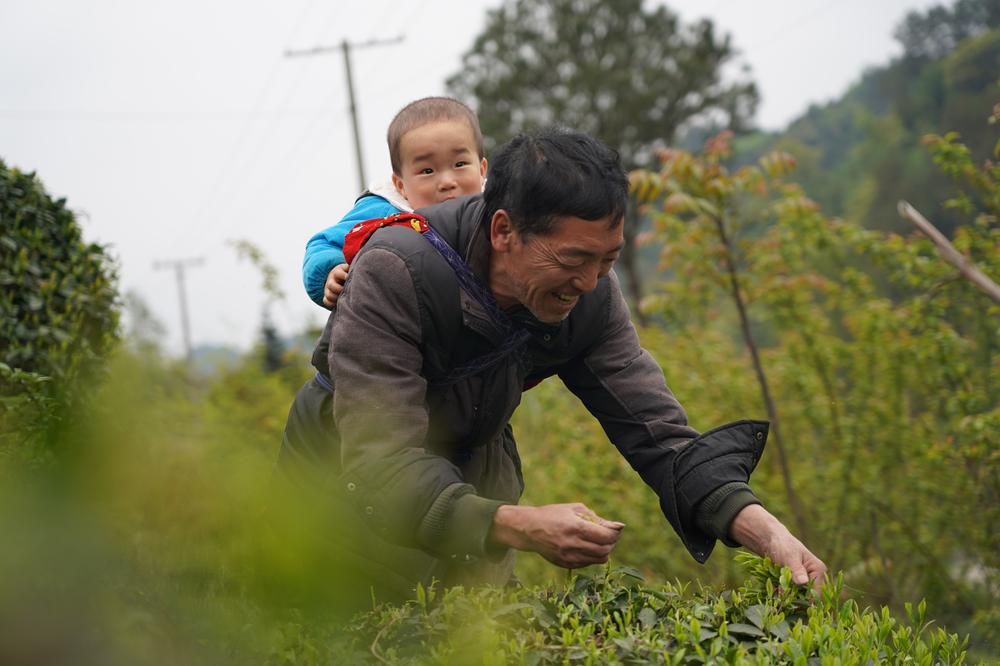 丹棱县：不负春光采摘忙 农民丰收笑开颜