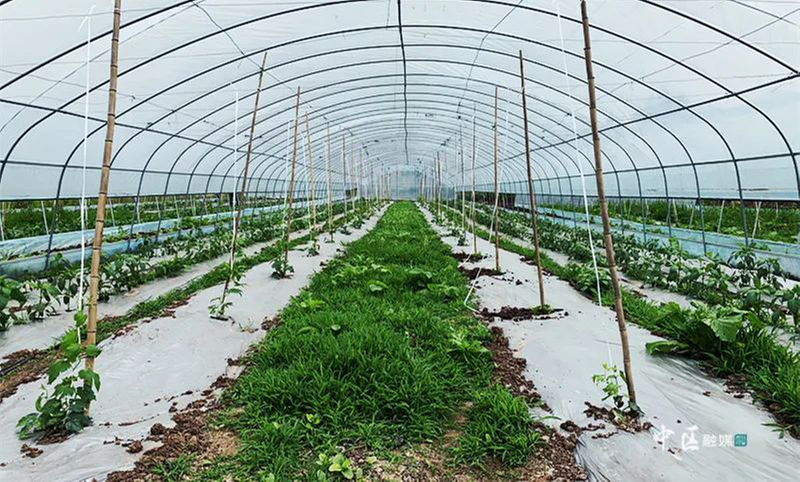 助农增收 内江市市中区这一市级乡村振兴示范村这样做