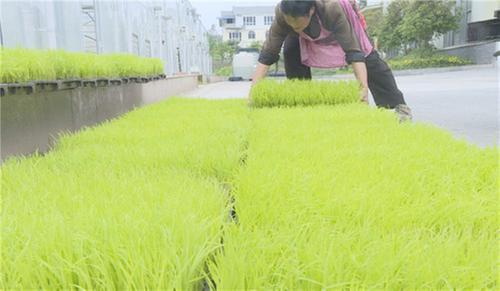 邻水县42万亩水稻拉开移栽大幕