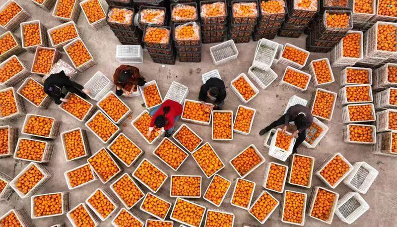 仁寿县：科技赋能 集群发展 柑橘产业迈上新台阶