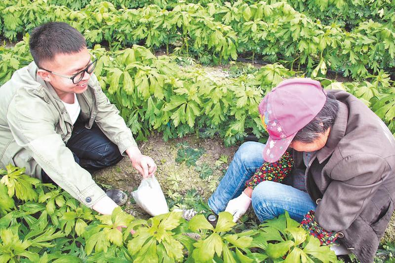 “小药包”发挥“大作用”