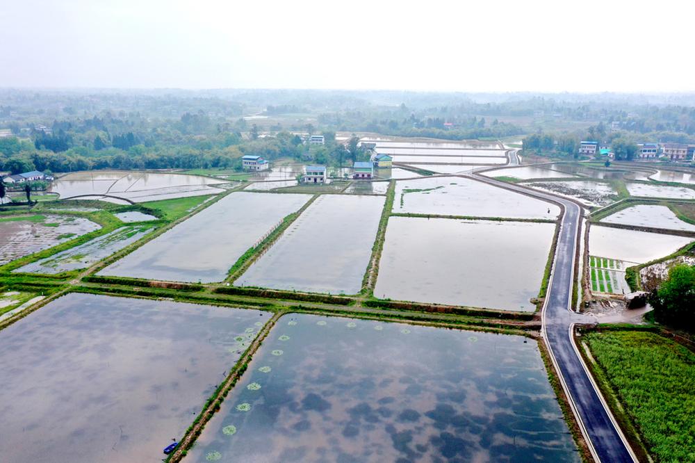 广安区龙台镇：稻虾综合种养点亮乡村振兴路