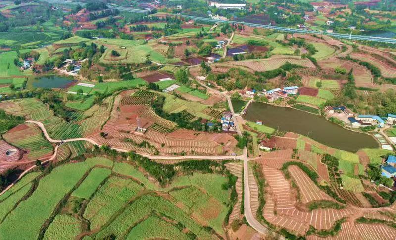 仁寿县：“兵支书”拼搏“新战场” 守护粮食安全 