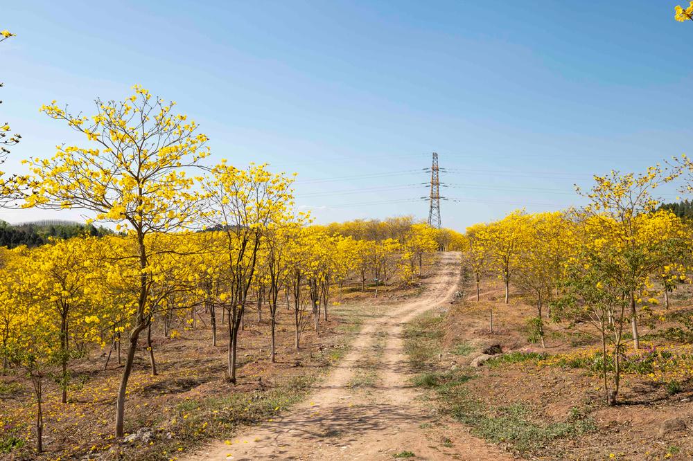  “金”艳来袭！简阳市“赏花经济”解锁乡村振兴“新视角”