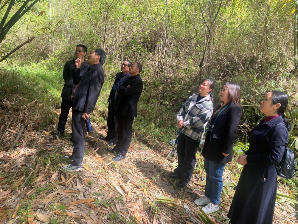 眉山市调研竹林品种改良项目实施情况