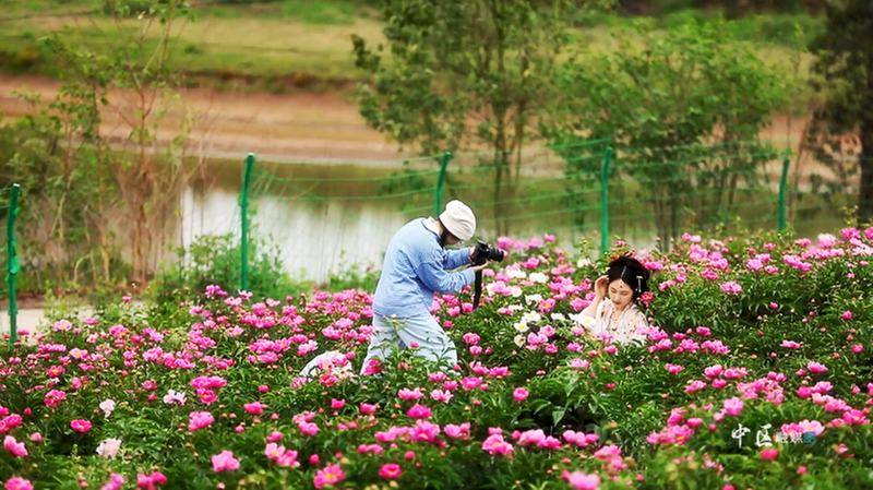 约起! 内江市市中区“醉”美的芍药花海就在这里