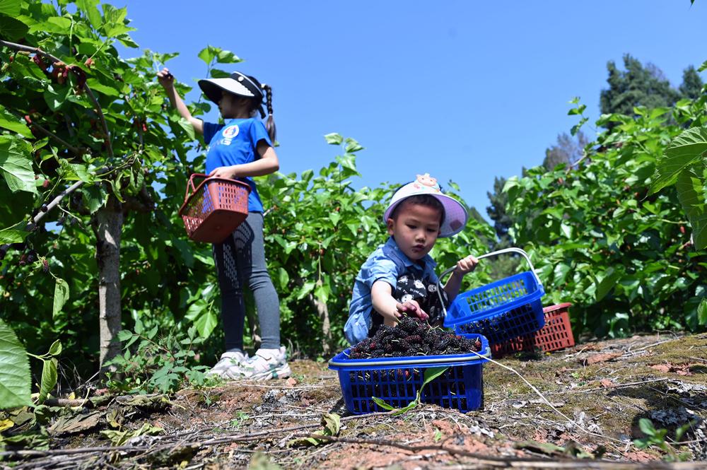 内江：桑葚成熟果飘香