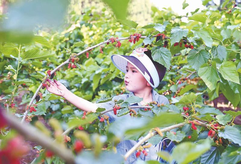 桑葚成熟果飘香