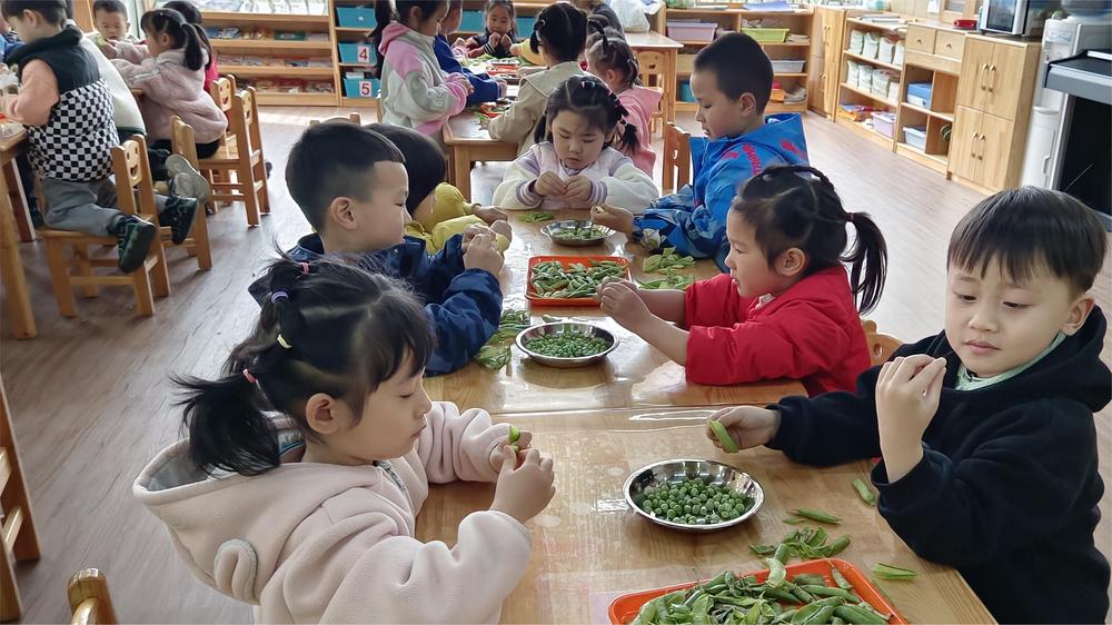 巧手剥豌豆，劳动最光荣