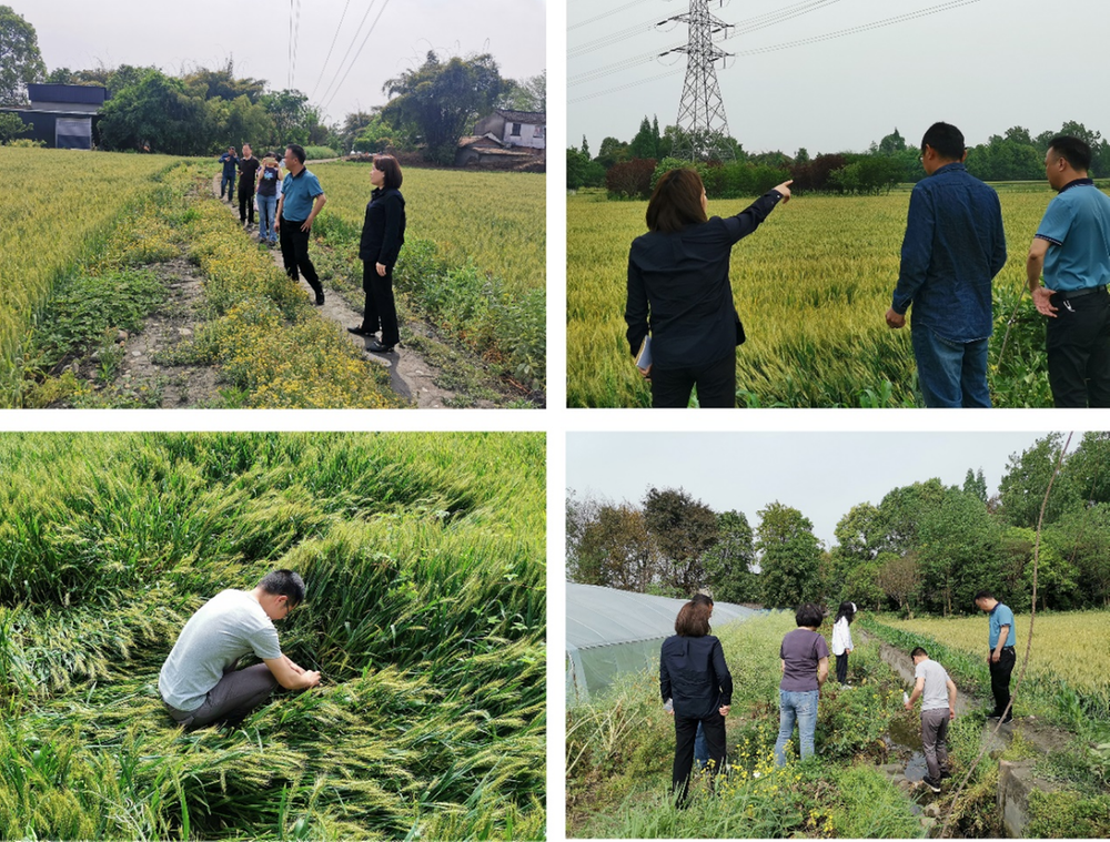 成都天府粮仓农业科技专家服务团赴双流开展水稻绿色高质种植技术服务
