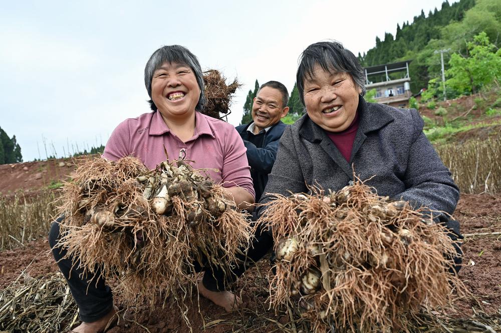 东兴区：大蒜丰收季 蒜农收获忙
