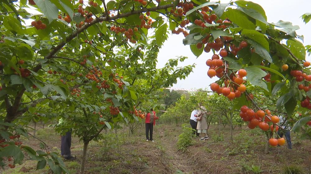 简阳：“小”樱桃带红“乡村会客厅”