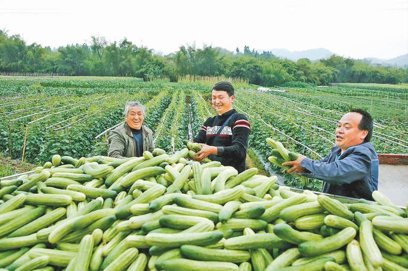 稻蔬轮作产业兴旺