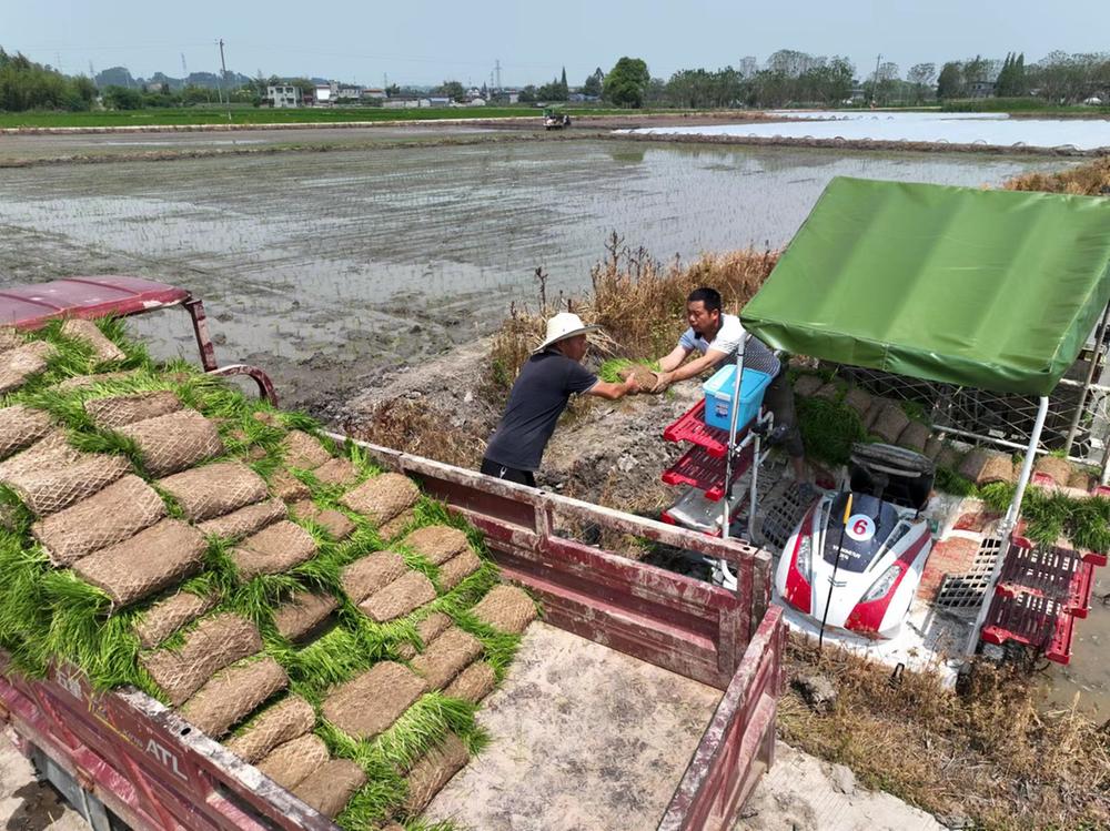 青神县：强化科技支撑 筑牢粮食丰收基础