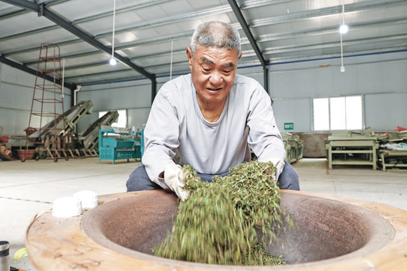 龙滩镇：茶园春意浓 农户制茶忙