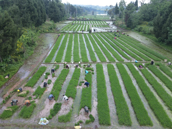 护安镇：春耕好时光 乡村插秧忙