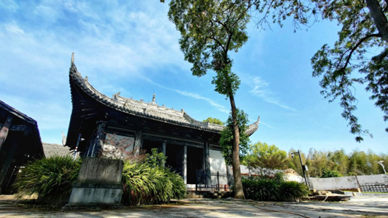 又见桐花，仁寿这个小镇创新“微度假”激活乡村游