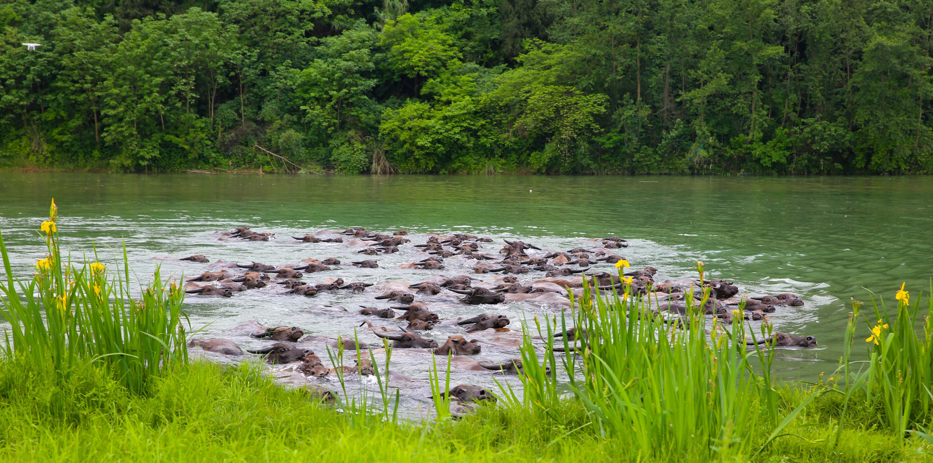 南充：百牛渡江 “牛警”护航