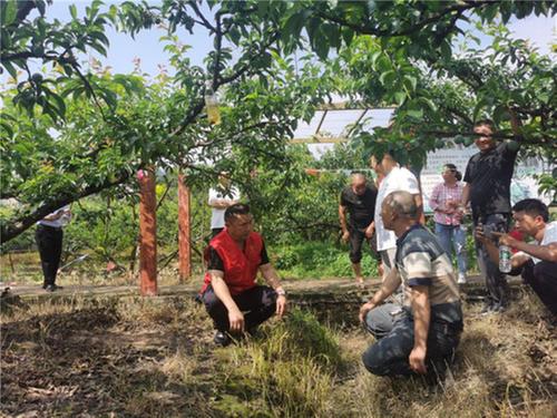 夹江县这场田间培训让种植户收获颇多
