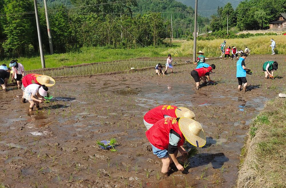 眉山洪雅开启“小米大爱”科普研学农耕之旅
