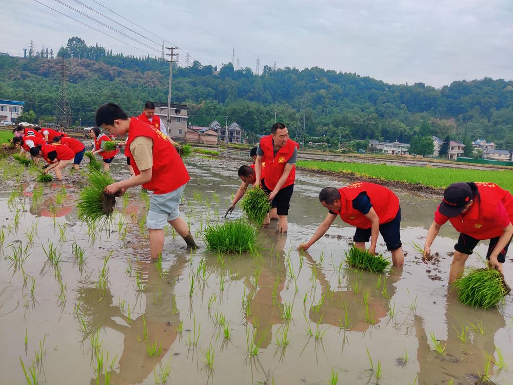 洪雅县万人插秧文明实践志愿服务第一波活动上线啦