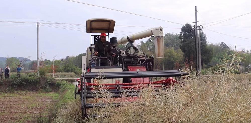 简阳市：铁牛奔腾，耕出都市农业“丰景”