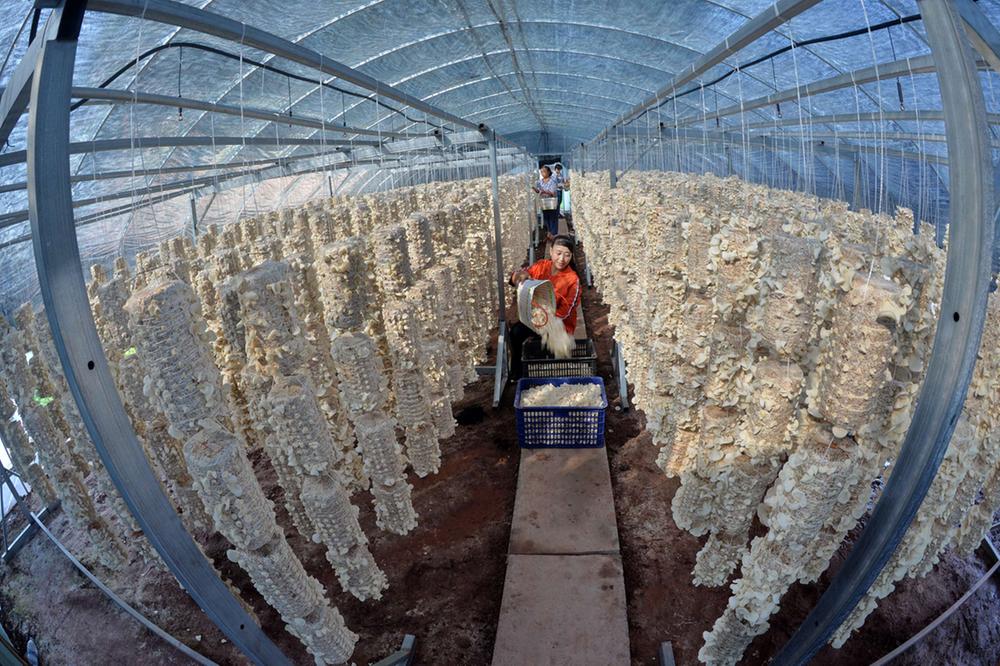 广安：蚕桑产业“破茧重生” 新思路育新“丝路”