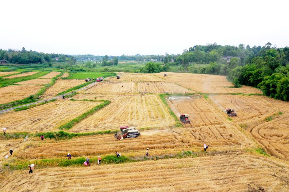 广安区龙台镇：小麦开镰  机收给力