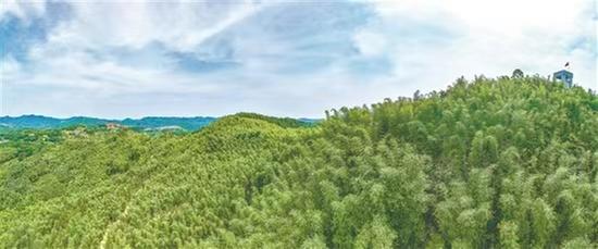 生物多样性保护 青神县奏响“多重奏”