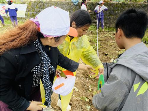 通江六小油菜收割劳动实践忙！