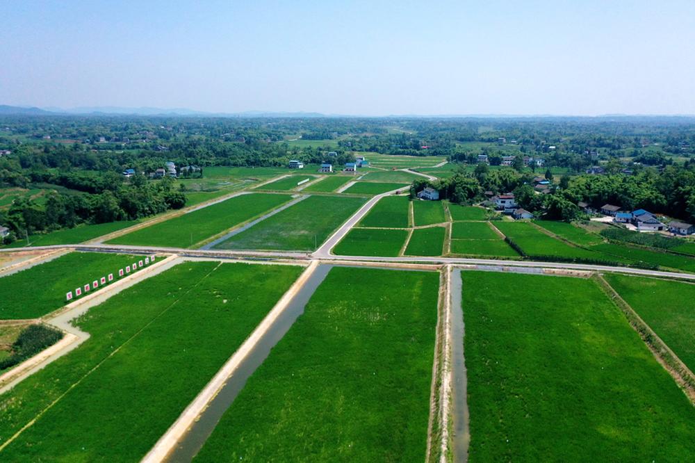 龙台镇：锦绣田园 夏日乡村绿意盎然