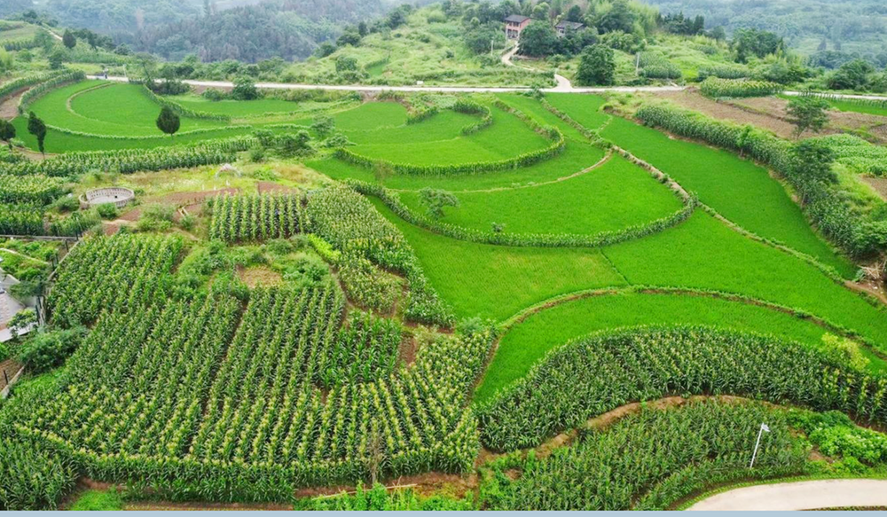 龙塘街道：田坎玉米绘出乡村好“丰”景
