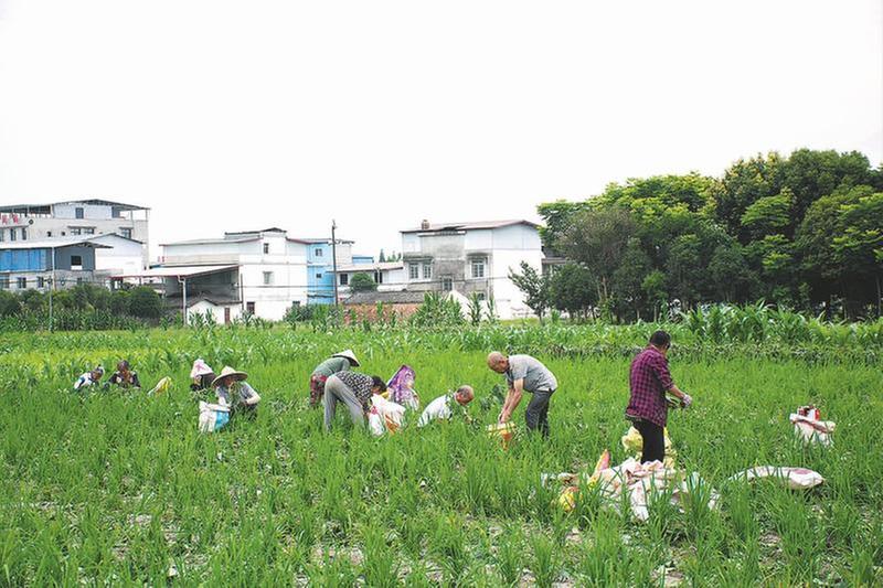 一田多收 稳了粮食 鼓了口袋