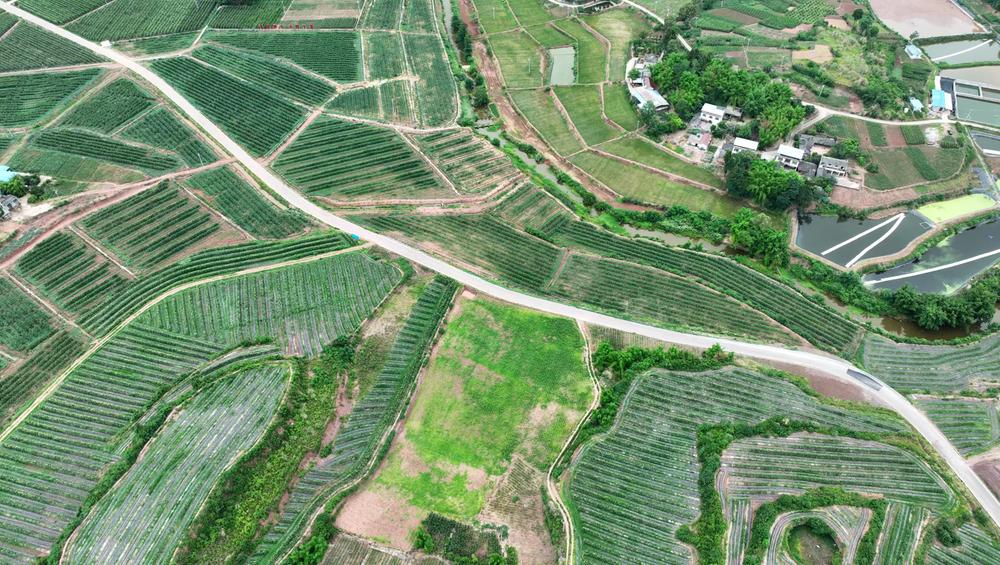 仁寿县打造高质量“四好农村路”助力乡村振兴