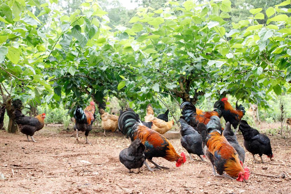 简阳土鸡：打通产业链 “飞”出新“丰”景