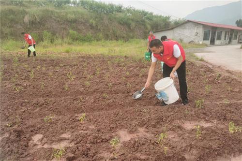 阳和镇：党员干部齐协力  帮农助耕在行动