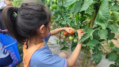 南江县长赤镇桥梁小学开展蔬菜采摘劳动实践活动