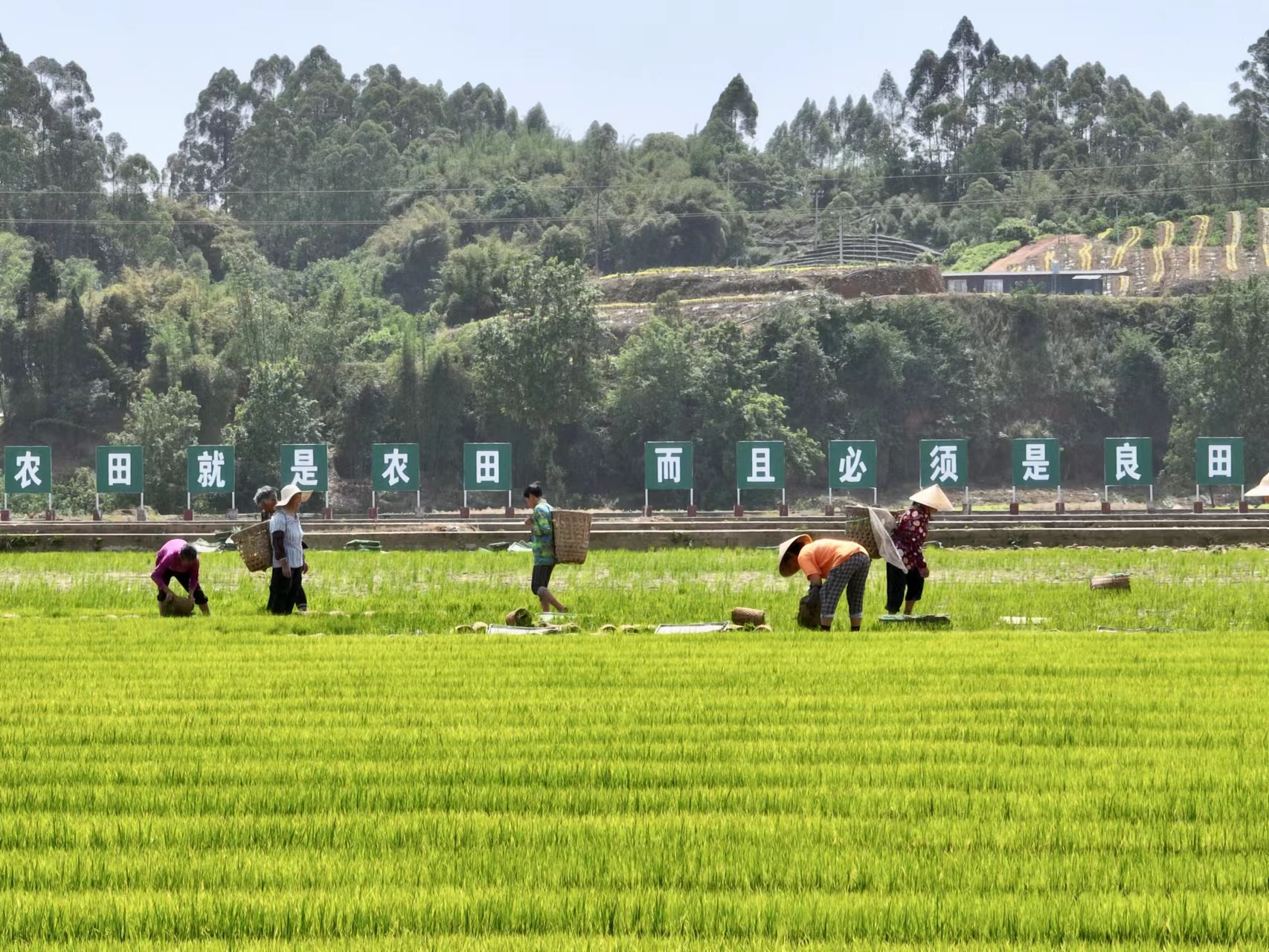 苏母故里稻花香——建设新时代更高水平“天府粮仓”特色示范区