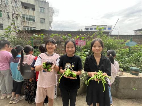 乐坝小学种植园大丰收