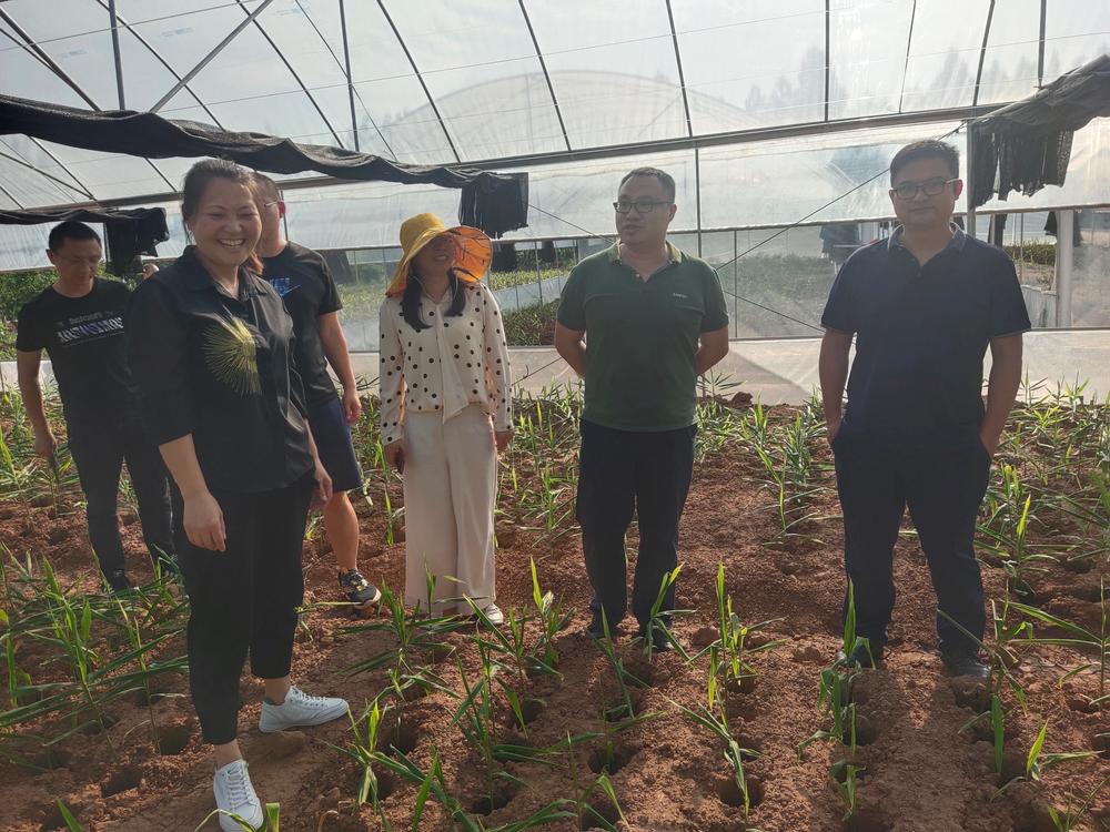 东兴区：“专家下乡”促振兴