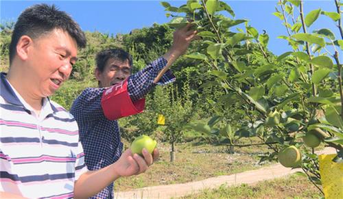 邻水县消暑清热佳品等“梨”来摘