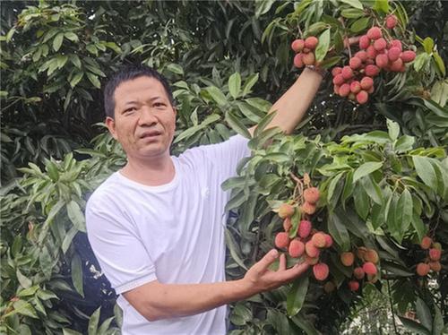 给“荔”！市中区悦来镇7月中旬举办“荔枝节”