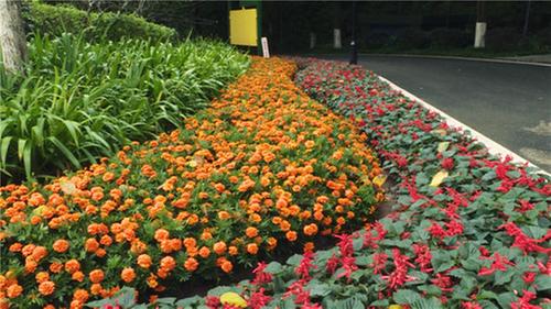 邻水县：加快“四公一农”项目建设  为幸福生活“加码”