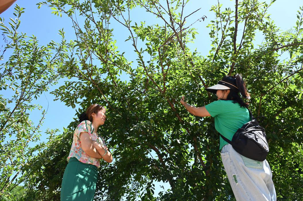 房前屋后瓜果香 东兴区“庭院李子”变身“摇钱树”