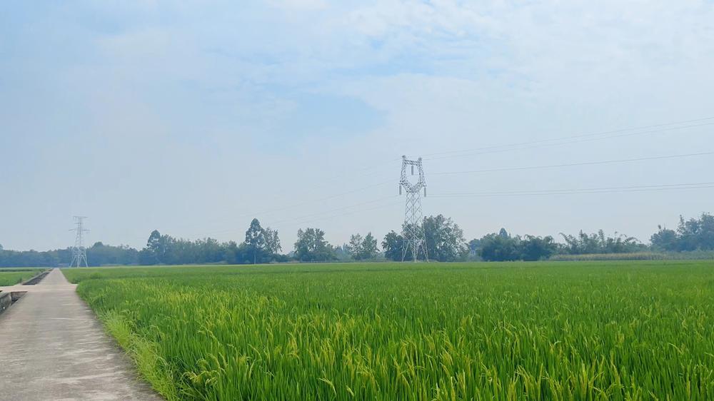 青神县：无人机高效助力 为田间管理“添智”