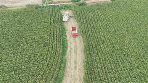 青神：夏粮喜丰收，农民笑开颜