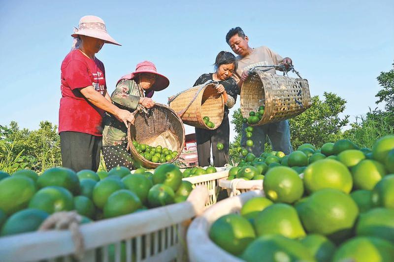 枳壳“丰”景独好