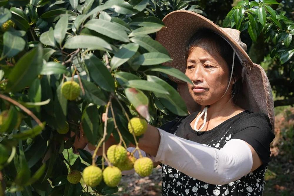 牟子镇雷沟村“荔”争上游 打造荔枝采摘园