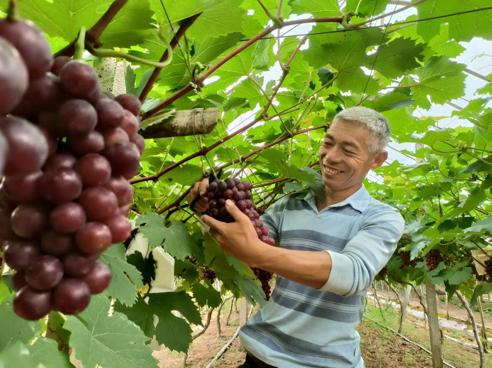 邻水县观音桥镇：串串果实压满枝 有机葡萄来上市